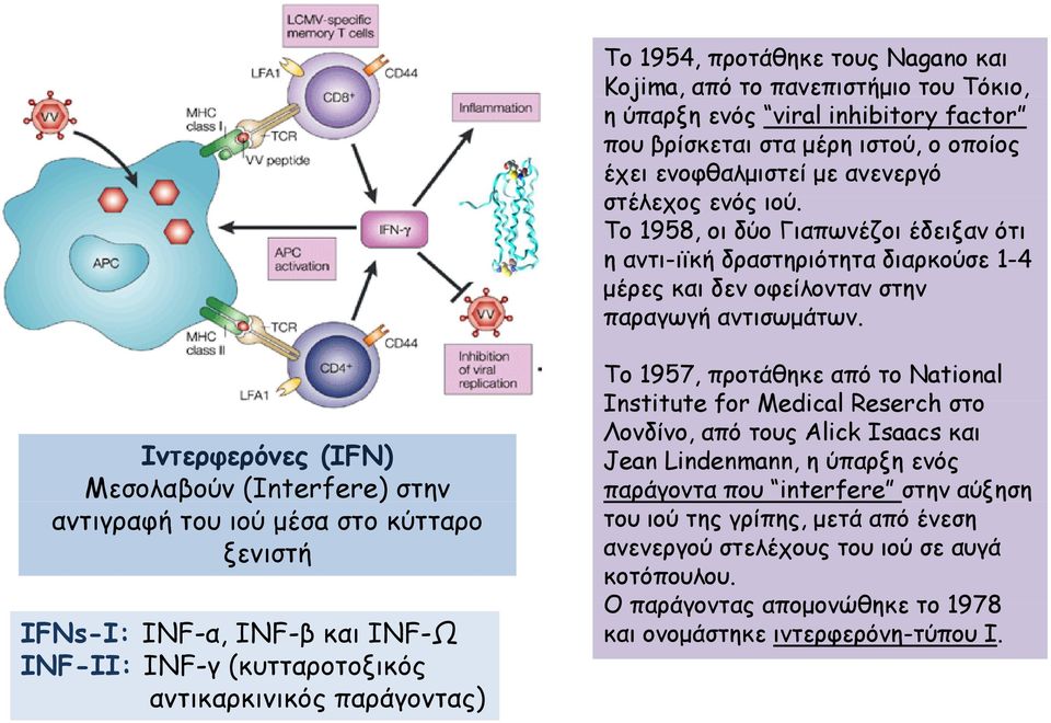 To 1957, προτάθηκε από το National Institute for Medical Reserch στο Λονδίνο, από τους Alick Isaacs και Ιντερφερόνες (IFN) Jean Lindenmann, η ύπαρξη ενός Μεσολαβούν (Ιnterfere) στην παράγοντα που