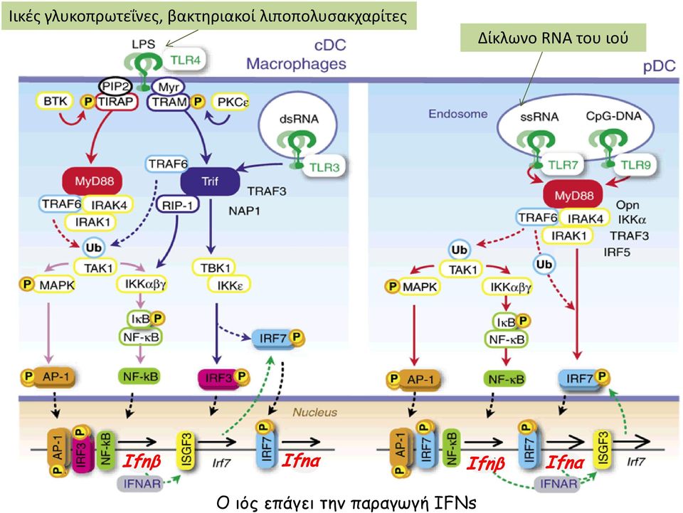 Δίκλωνο RNA του ιού Ifnββ Ifnα