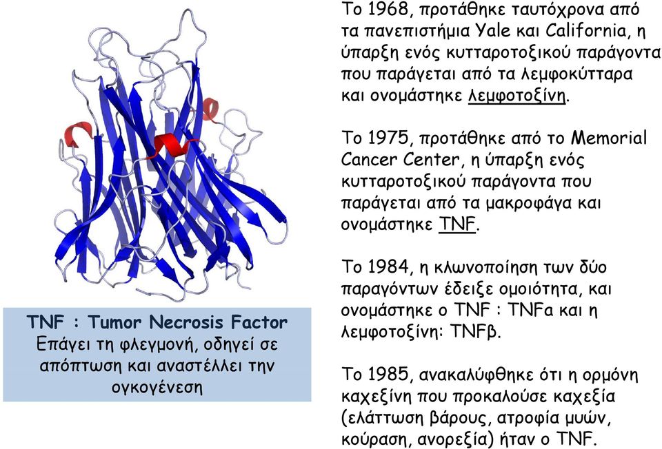 ΤΝF : Tumor Necrosis Factor Επάγει τη φλεγμονή, οδηγεί σε απόπτωση και αναστέλλει την ογκογένεση Το 1984, η κλωνοποίηση των δύο παραγόντων έδειξε ομοιότητα, και