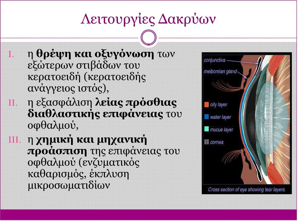 ανάγγειος ιστός), II.