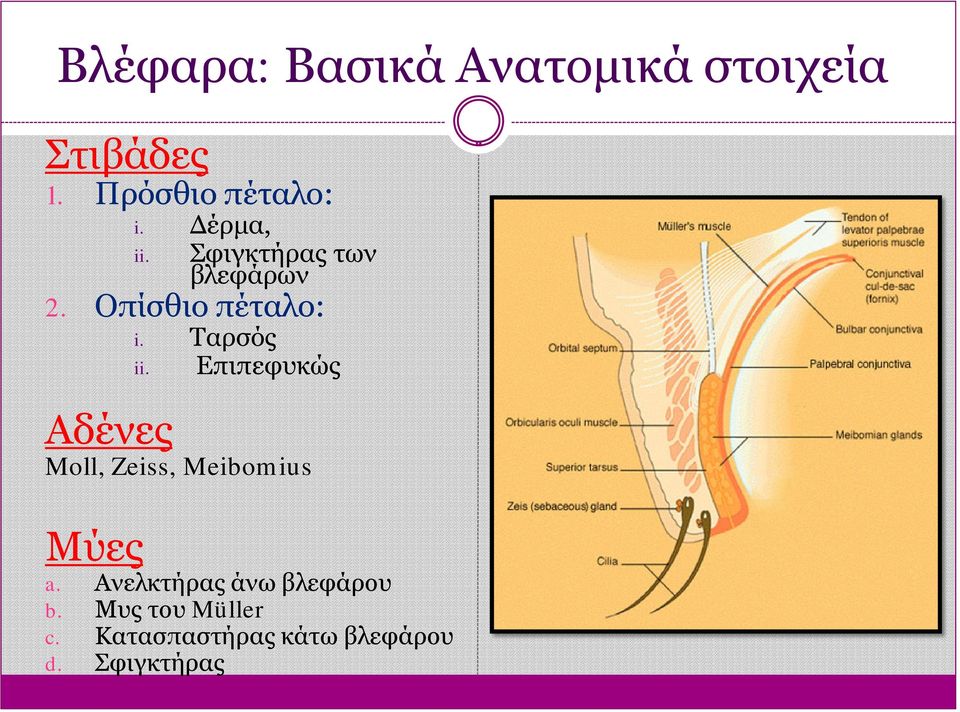 Επιπεφυκώς Αδένες Moll, Zeiss, Meibomius Μύες a.