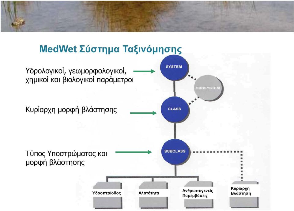 Κυρίαρχη µορφή βλάστησης Τύπος Υποστρώµατος και µορφή