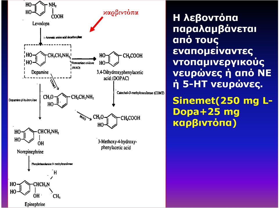 ντοπαμινεργικούς νευρώνες ή από ΝΕ ή