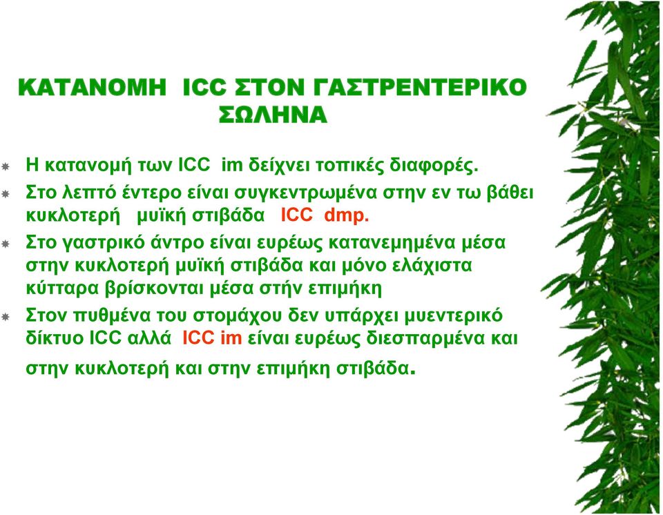 Στο γαστρικό άντρο είναι ευρέως κατανεμημένα μέσα στην κυκλοτερή μυϊκή στιβάδα και μόνο ελάχιστα κύτταρα