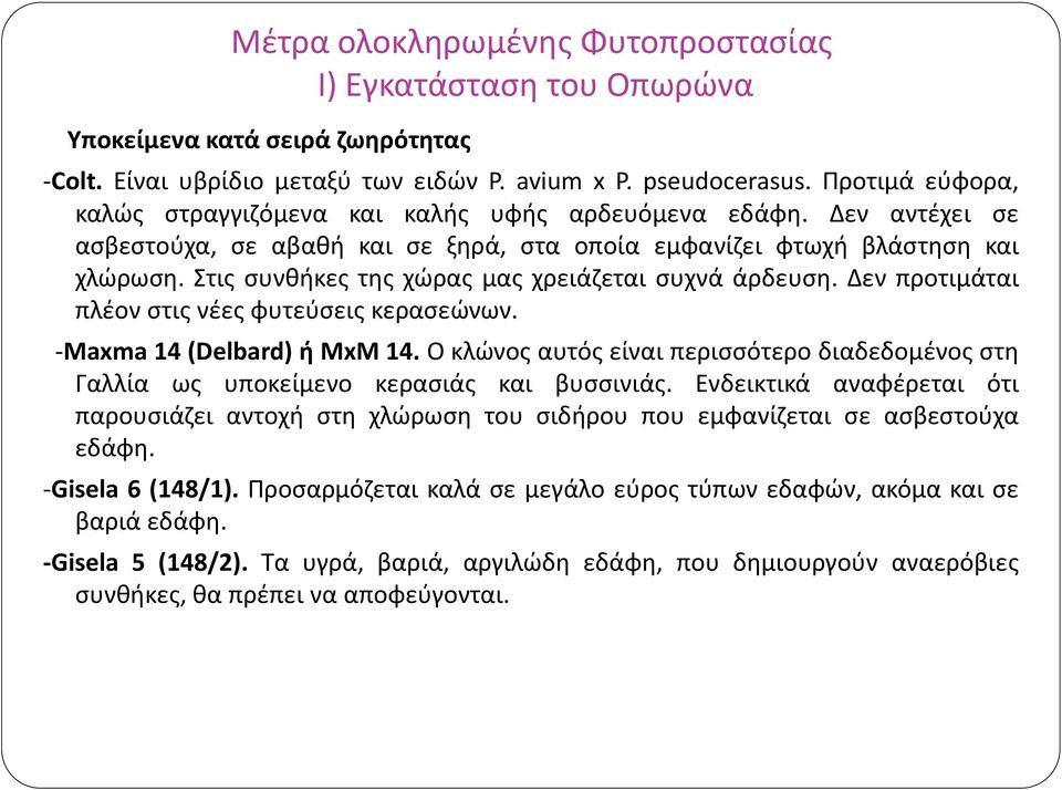 Δεν προτιμάται πλέον στις νέες φυτεύσεις κερασεώνων. -Maxma 14 (Delbard) ή MxM 14. Ο κλώνος αυτός είναι περισσότερο διαδεδομένος στη Γαλλία ως υποκείμενο κερασιάς και βυσσινιάς.