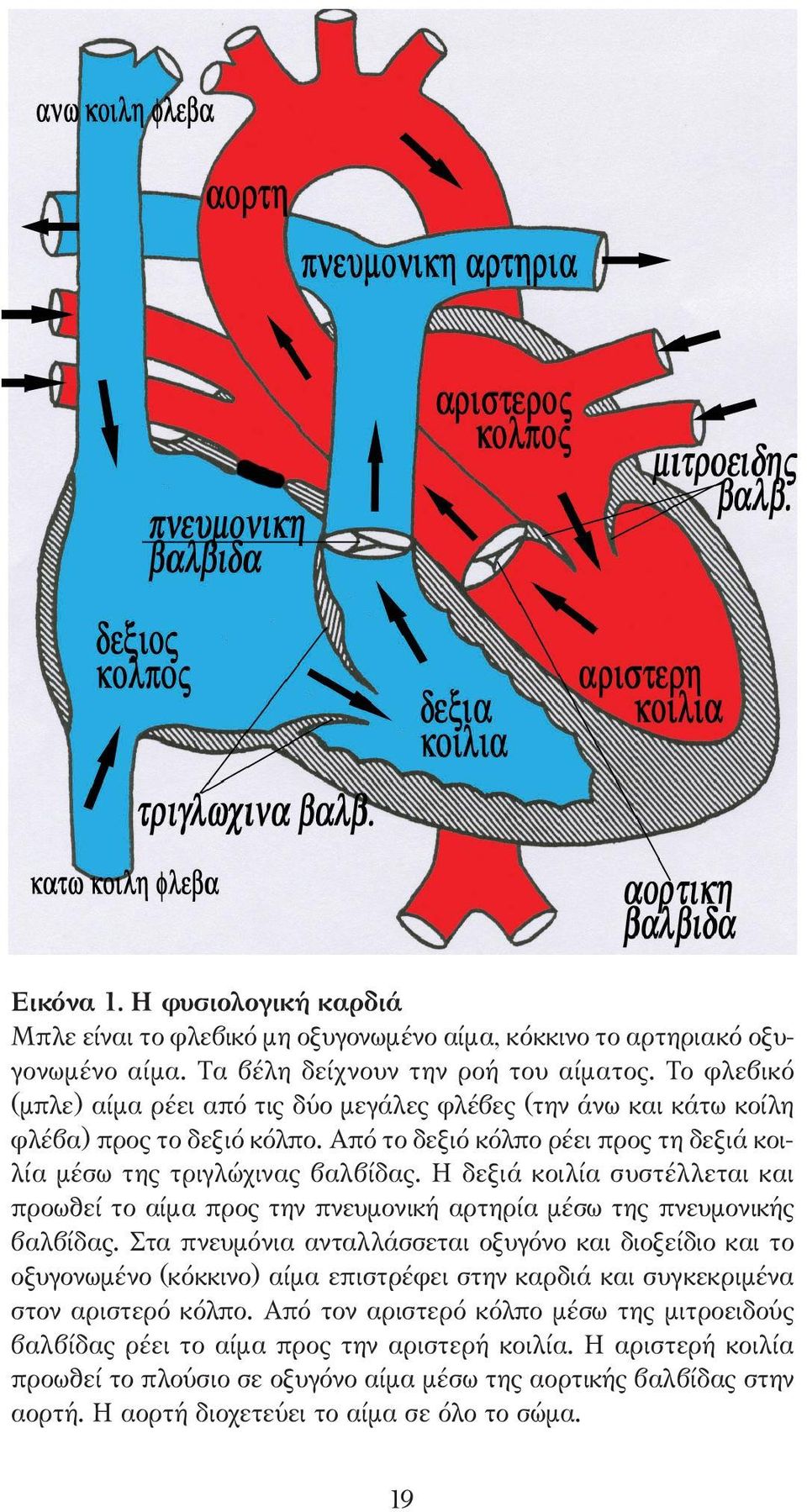 Η δεξιά κοιλία συστέλλεται και προωθεί το αίµα προς την πνευµονική αρτηρία µέσω της πνευµονικής βαλβίδας.