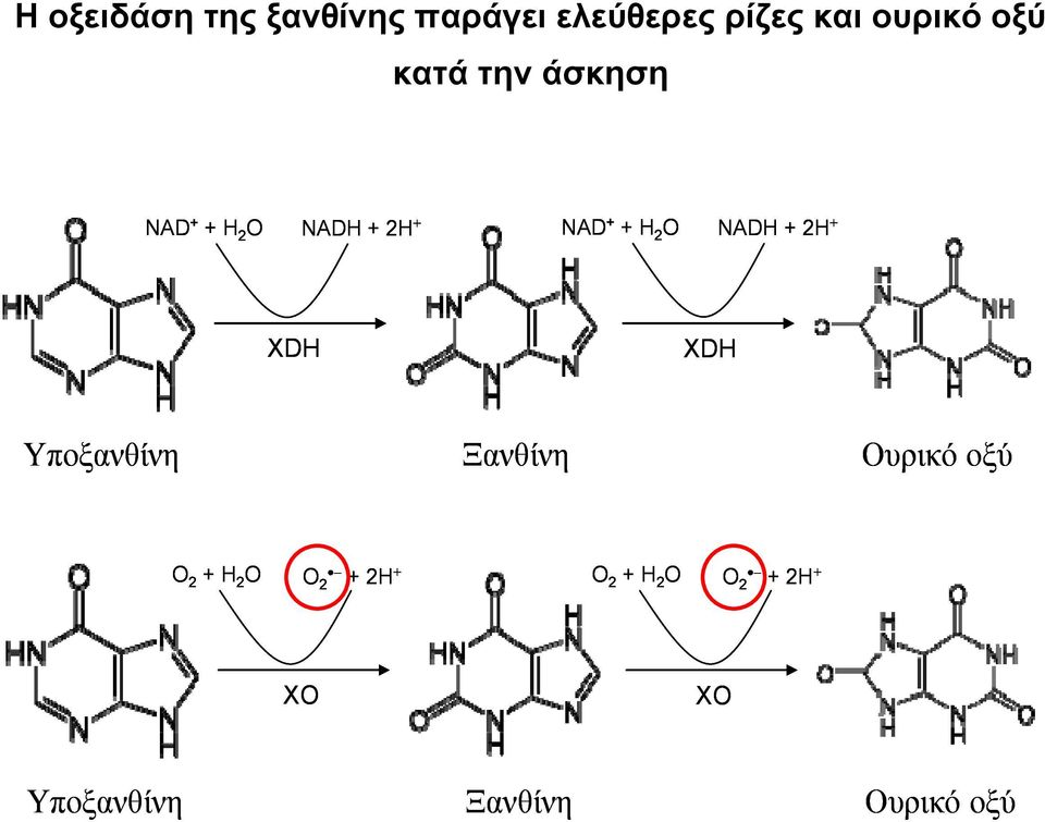 2H + XDH XDH Υποξανθίνη Ξανθίνη Ουρικό οξύ Α O 2 + H 2 O O 2 +