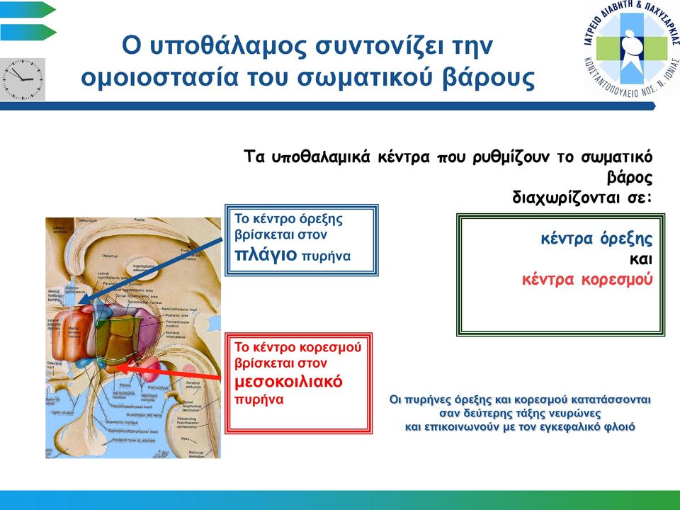 κέντρα όρεξης και κέντρα κορεσμού Το κέντρο κορεσμού βρίσκεται στον μεσοκοιλιακό πυρήνα Οι