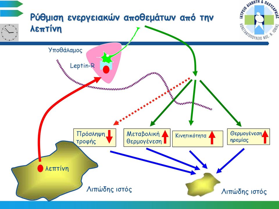 Μεταβολική θερμογένεση Κινητικότητα