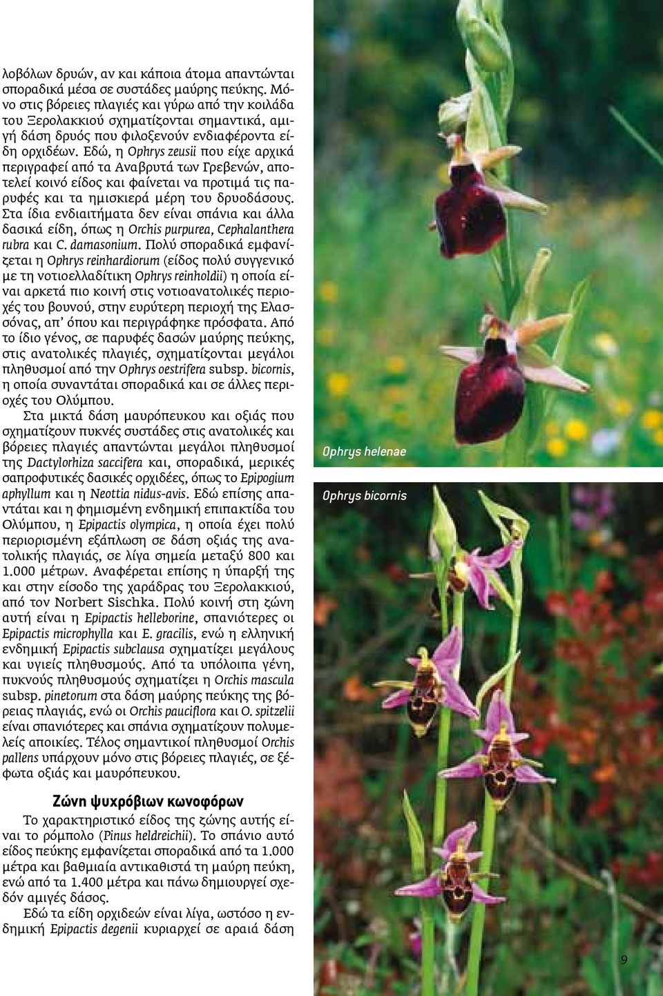 Εδώ, η Ophrys zeusii που είχε αρχικά περιγραφεί από τα Αναβρυτά των Γρεβενών, αποτελεί κοινό είδος και φαίνεται να προτιμά τις παρυφές και τα ημισκιερά μέρη του δρυοδάσους.