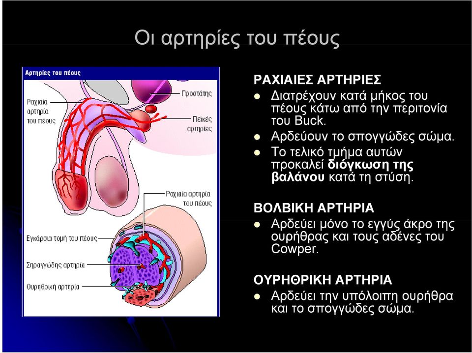 Το τελικό τμήμα αυτών προκαλεί διόγκωση της βαλάνου κατά τη στύση.