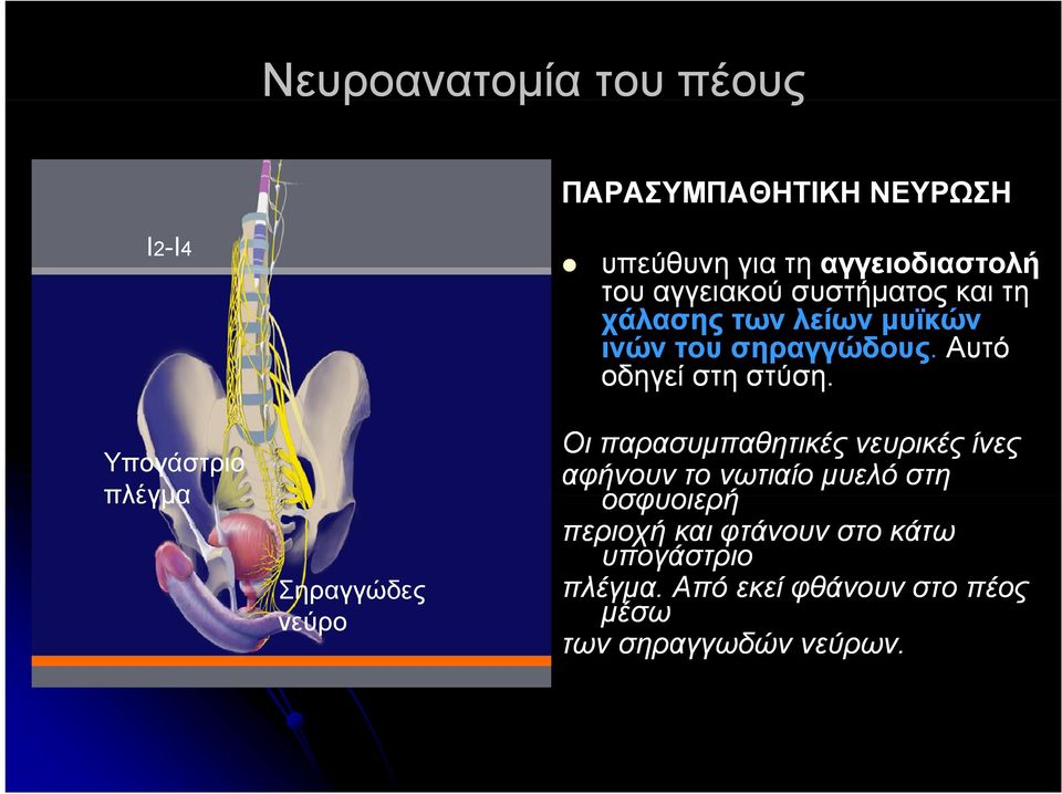 σηραγγώδους. Αυτό οδηγεί στη στύση.