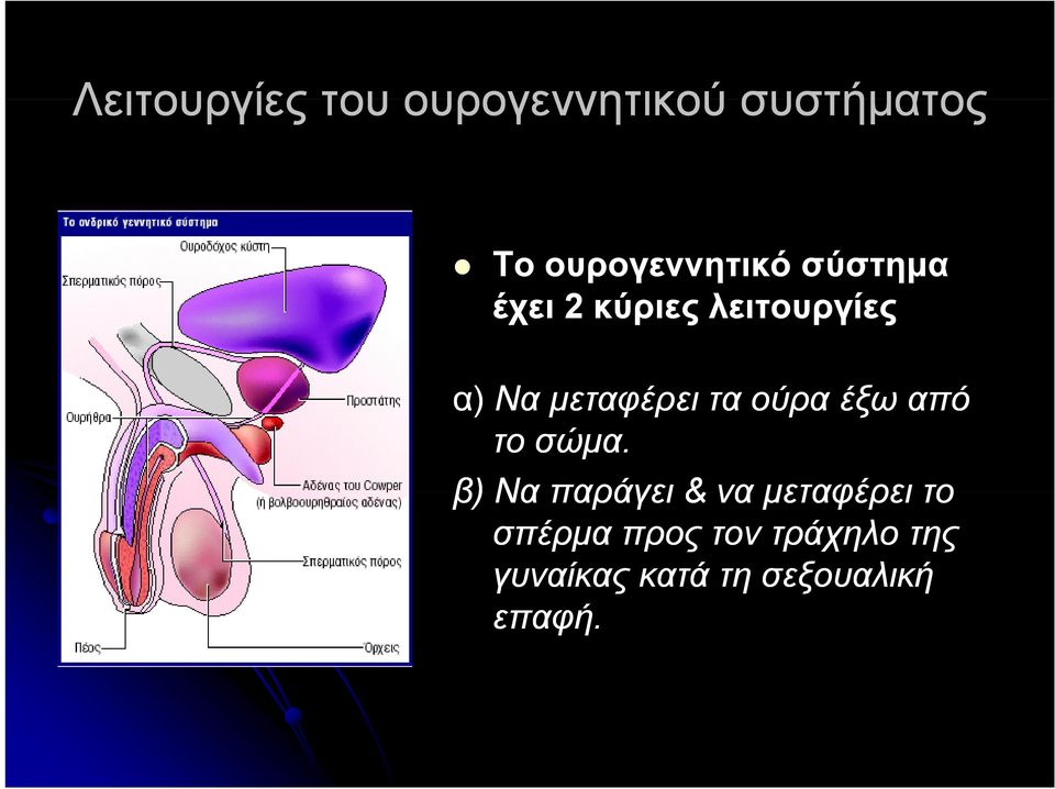 μεταφέρει τα ούρα έξω από το σώμα.