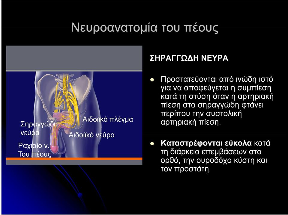 η συμπίεση κατά τη στύση όταν η αρτηριακή πίεση στα σηραγγώδη φτάνει περίπου την συστολική