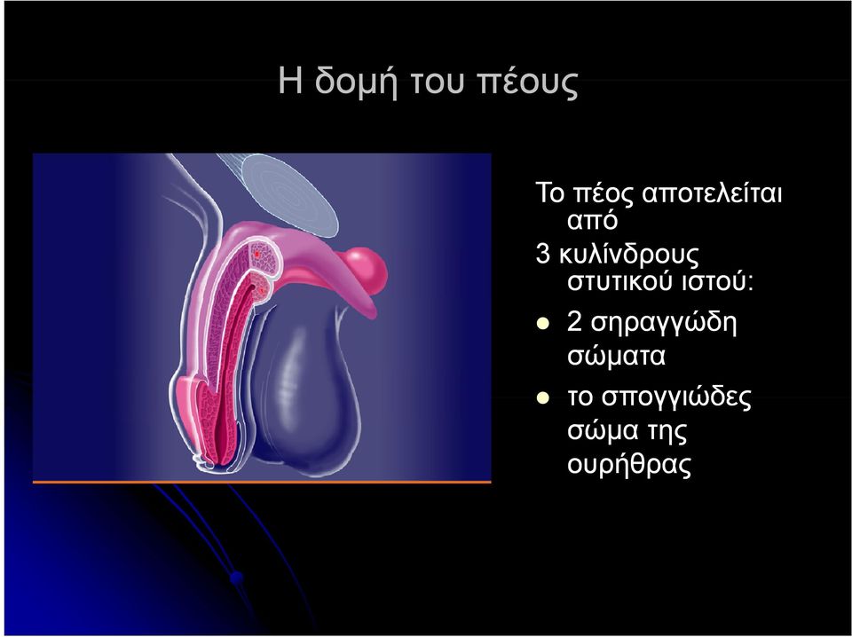 στυτικού ιστού: 2 σηραγγώδη