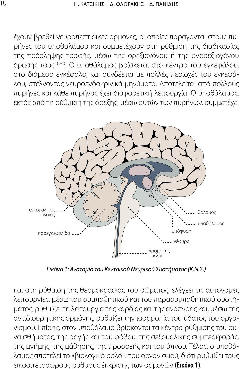 ανορεξιογόνου δράσης τους (1-4). Ο υποθάλαμος βρίσκεται στο κέντρο του εγκεφάλου, στο διάμεσο εγκέφαλο, και συνδέεται με πολλές περιοχές του εγκεφάλου, στέλνοντας νευροενδοκρινικά μηνύματα.