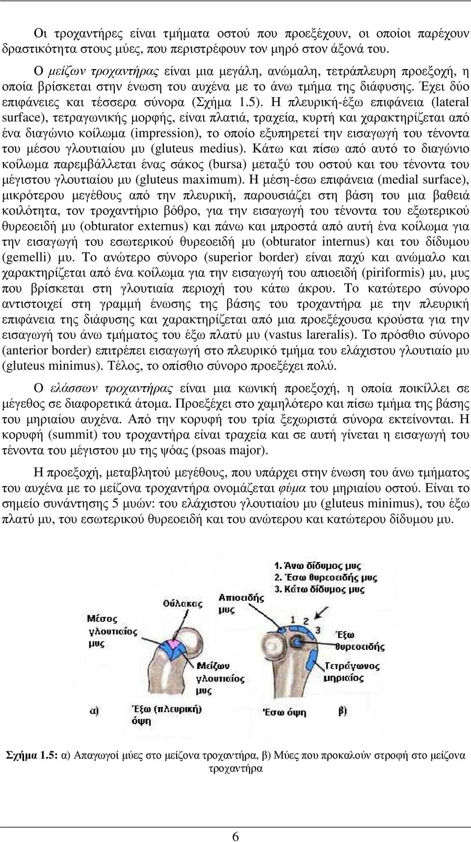 Η πλευρική-έξω επιφάνεια (lateral surface), τετραγωνικής µορφής, είναι πλατιά, τραχεία, κυρτή και χαρακτηρίζεται από ένα διαγώνιο κοίλωµα (impression), το οποίο εξυπηρετεί την εισαγωγή του τένοντα