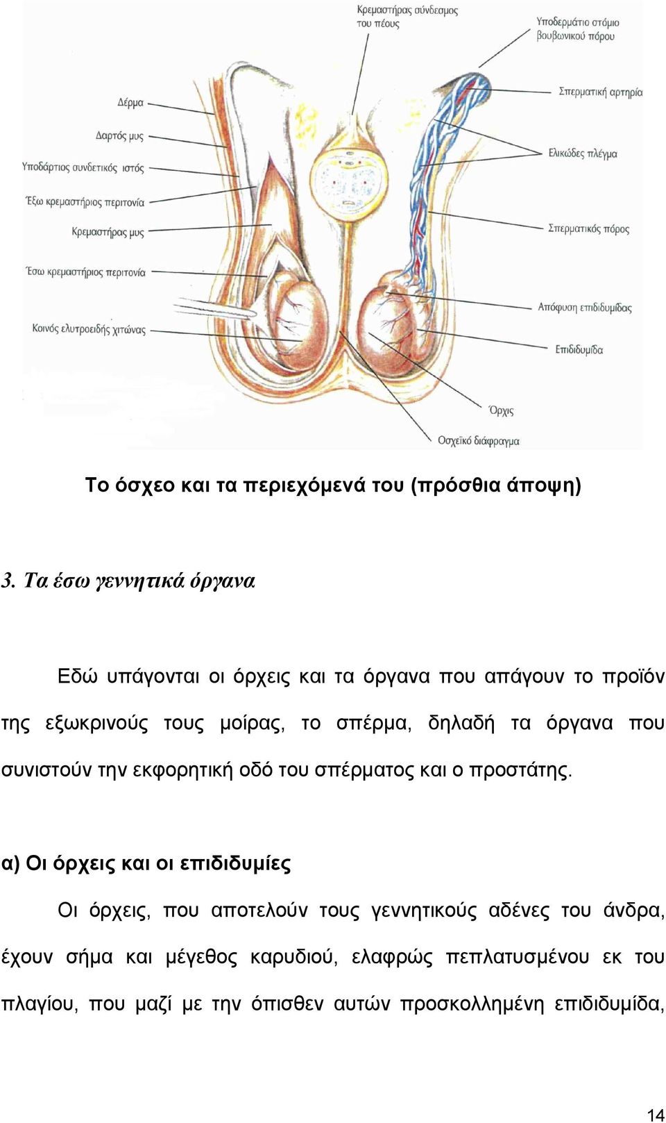 σπέρµα, δηλαδή τα όργανα που συνιστούν την εκφορητική οδό του σπέρµατος και ο προστάτης.