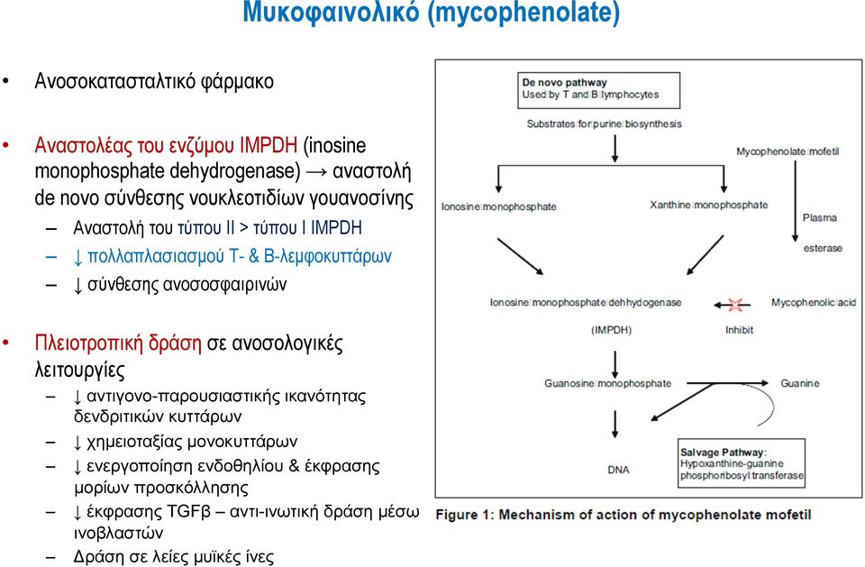 ανοσοσφαιρινών Πλειοτροπική δράση σε ανοσολογικές λειτουργίες αντιγονο-παρουσιαστικής ικανότητας δενδριτικών κυττάρων χηµειοταξίας