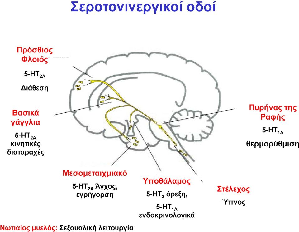 Μεσομεταιχμιακό α 5-ΗΤ 2Α Άγχος, εγρήγορση Νωτιαίος μυελός: Σεξουαλική