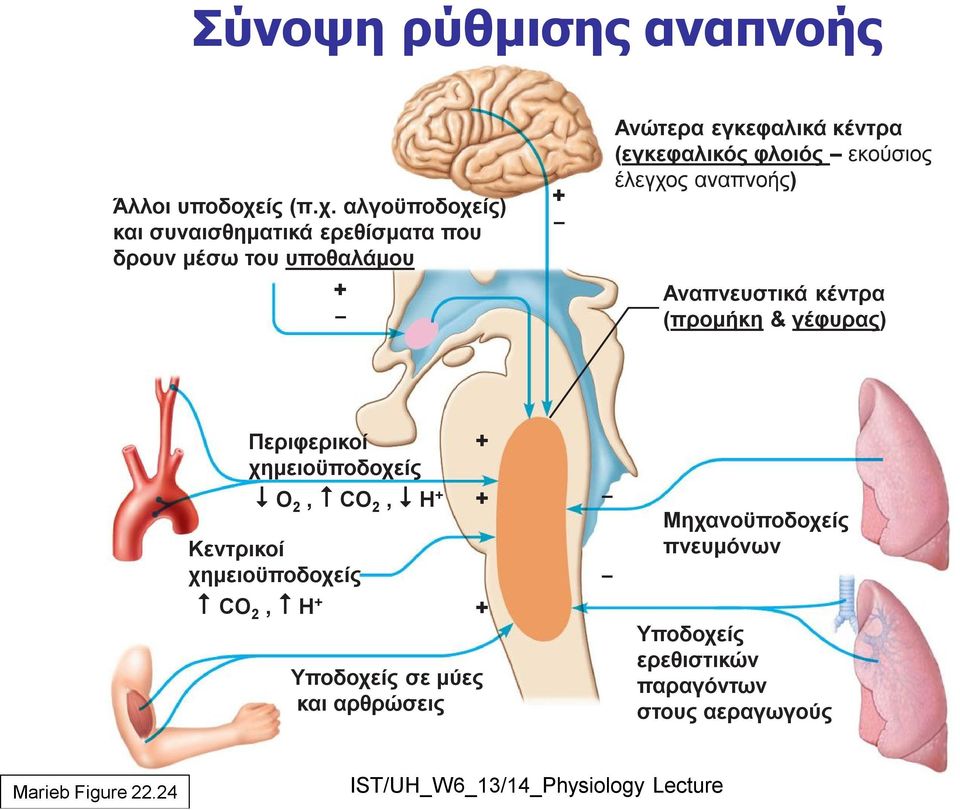 αλγοϋποδοχείς) και συναισθηματικά ερεθίσματα που δρουν μέσω του υποθαλάμου + + Ανώτερα εγκεφαλικά κέντρα