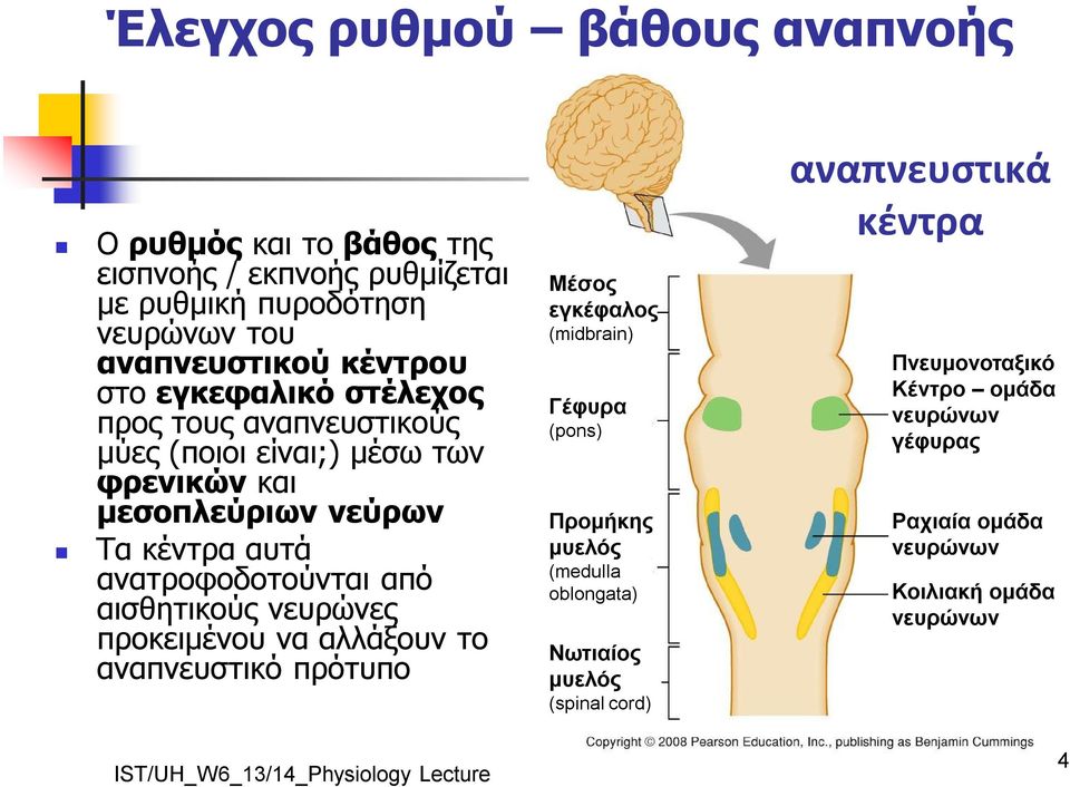 από αισθητικούς νευρώνες προκειμένου να αλλάξουν το αναπνευστικό πρότυπο Μέσος εγκέφαλος (midbrain) Γέφυρα (pons) Προμήκης μυελός (medulla