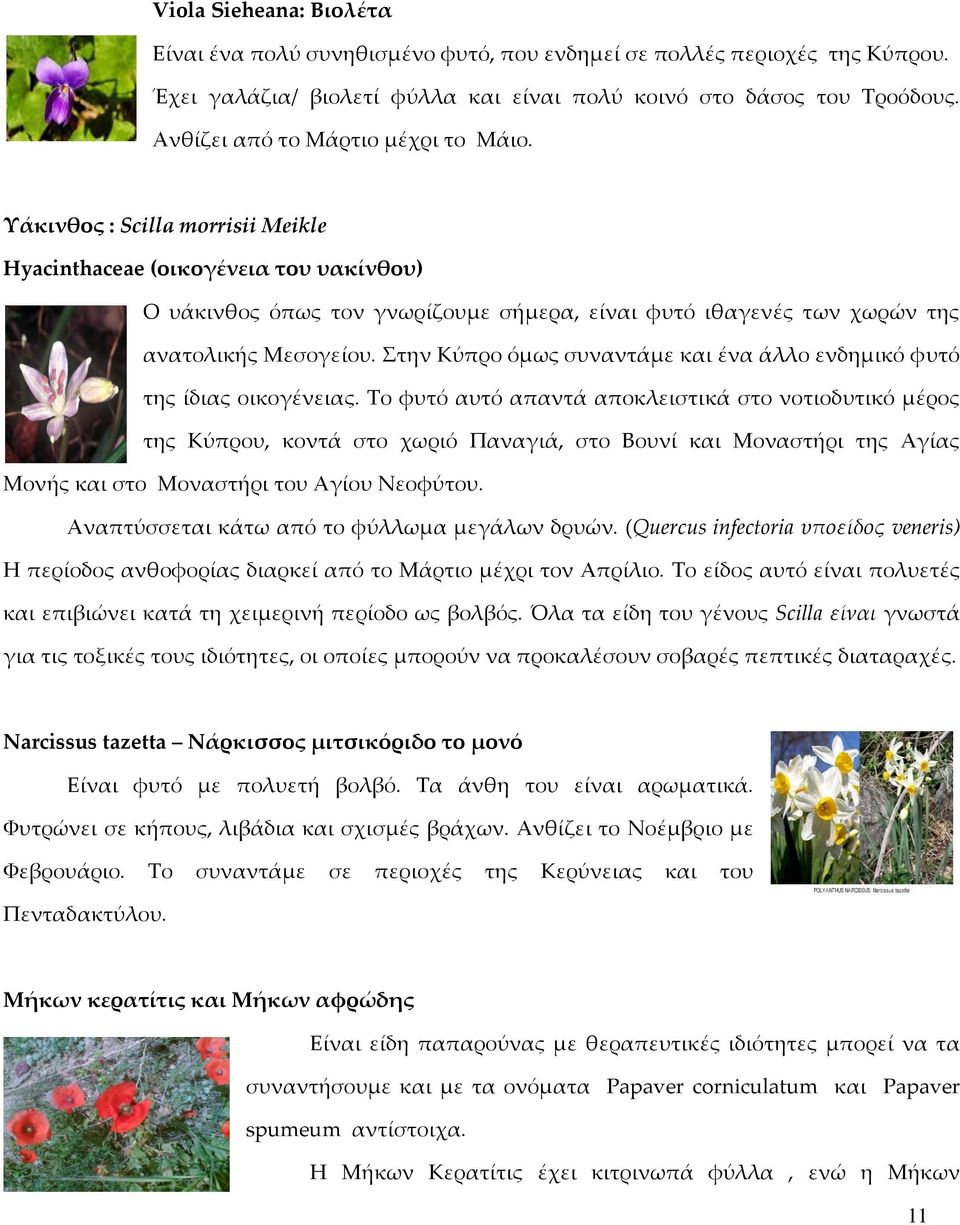 Τάκινθος : Scilla morrisii Meikle Hyacinthaceae (οικογένεια του υακίνθου) Ο υάκινθος όπως τον γνωρίζουμε σήμερα, είναι φυτό ιθαγενές των χωρών της ανατολικής Μεσογείου.