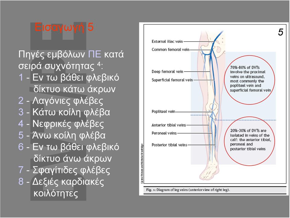 φλέβα 4 - Νεφρικές φλέβες 5 - Άνω κοίλη φλέβα 6 - Εν τω βάθει