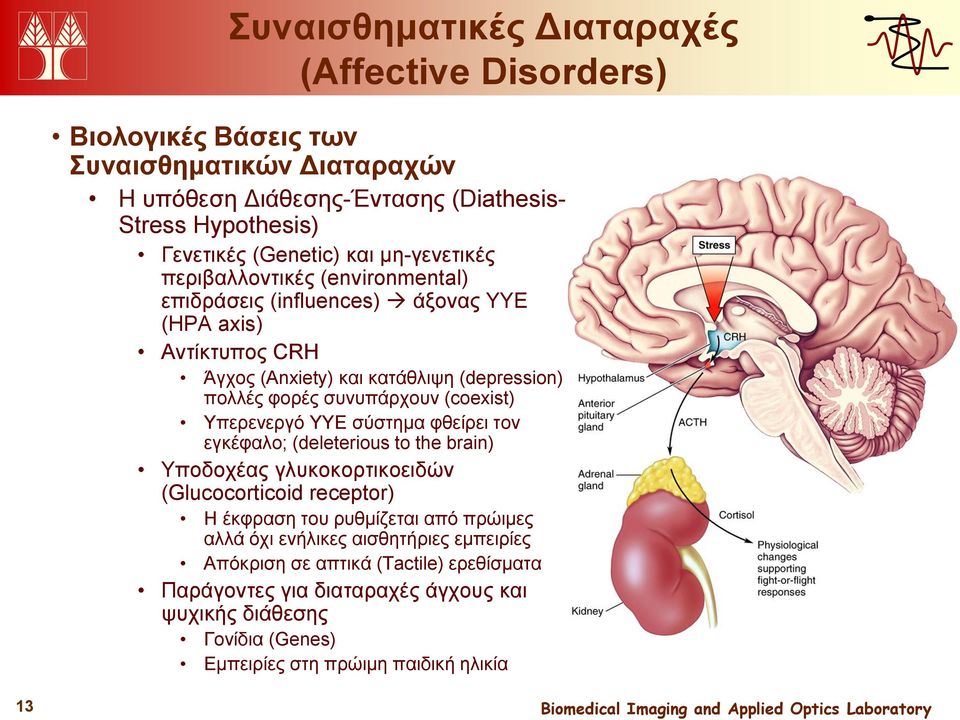 (coexist) Υπερενεργό ΥΥΕ σύστημα φθείρει τον εγκέφαλο; (deleterious to the brain) Υποδοχέας γλυκοκορτικοειδών (Glucocorticoid receptor) Η έκφραση του ρυθμίζεται από πρώιμες αλλά