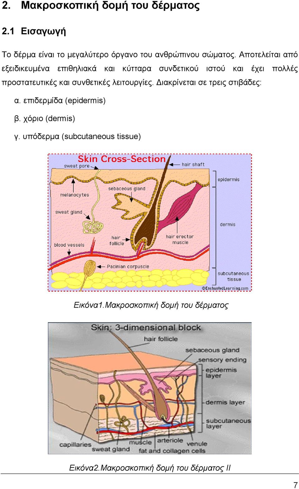 συνθετικές λειτουργίες. ιακρίνεται σε τρεις στιβάδες: α. επιδερµίδα (epidermis) β. χόριο (dermis) γ.
