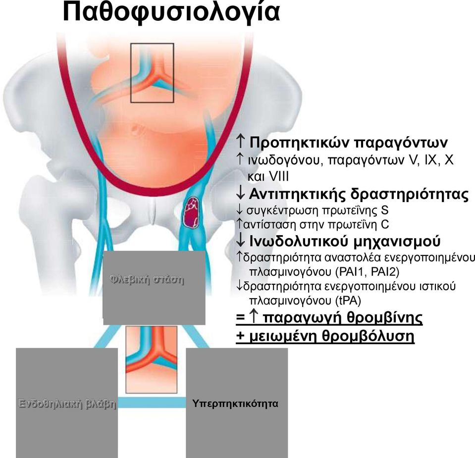 κεραληζκνύ δξαζηεξηόηεηα αλαζηνιέα ελεξγνπνηεκέλνπ πιαζκηλνγόλνπ (PAI1, PAI2) δξαζηεξηόηεηα