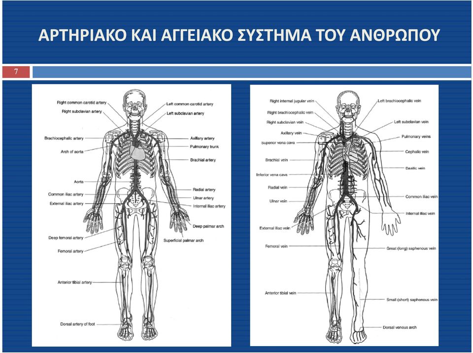 ΑΓΓΕΙΑΚΟ