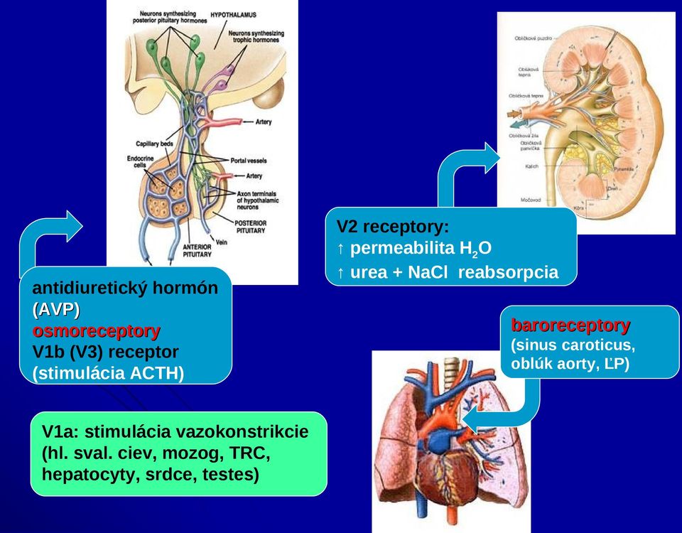 reabsorpcia baroreceptory (sinus caroticus, oblúk aorty, ĽP) V1a: