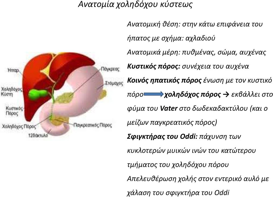 εκβάλλει στο φύμα του Vater στο δωδεκαδακτύλου (και ο μείζων παγκρεατικός πόρος) Σφιγκτήρας του Oddi: πάχυνση των