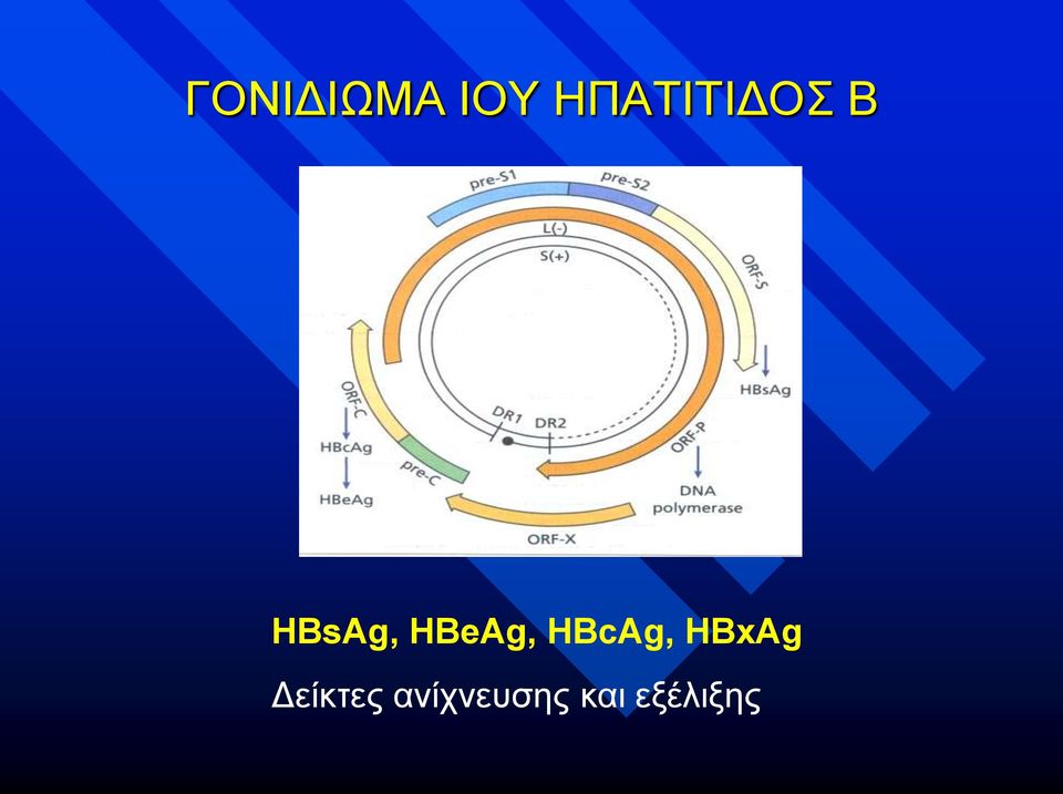 HBeAg, HΒcAg, HΒxAg