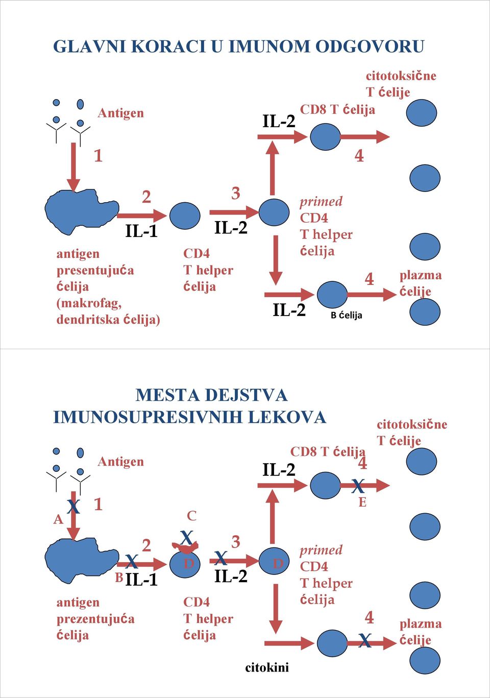 plazma ćelije MESTA DEJSTVA IMUNOSUPRESIVNIH LEKOVA A X Antigen 1 B X antigen prezentujuća ćelija IL-1 C X 2 3 D X