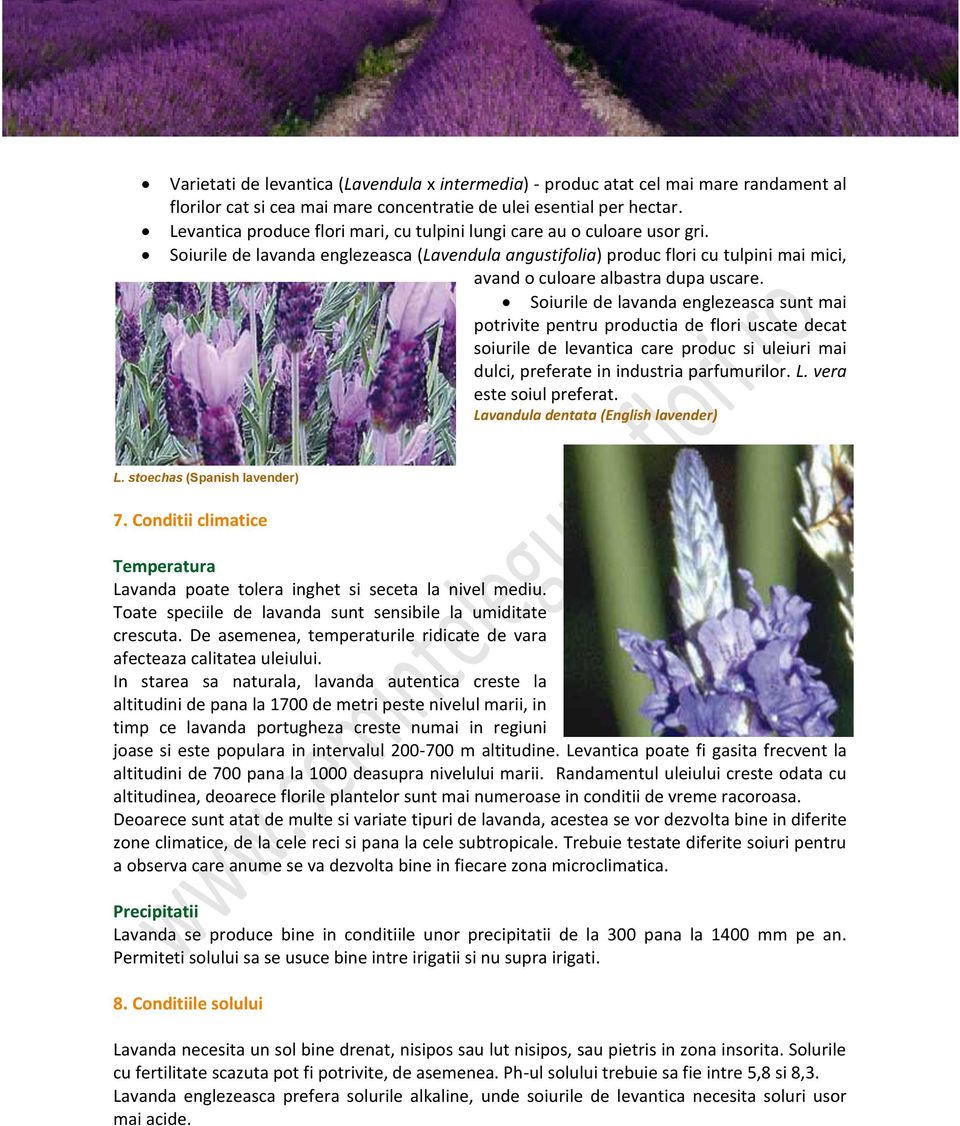 Soiurile de lavanda englezeasca (Lavendula angustifolia) produc flori cu tulpini mai mici, avand o culoare albastra dupa uscare.