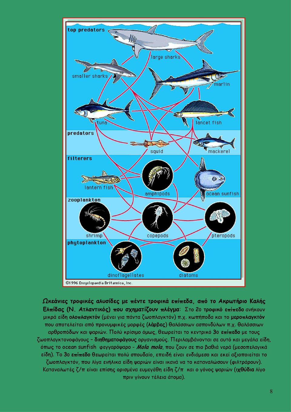 χ. θαλάσσιων αρθροπόδων και ψαριών. Πολύ κρίσιμο όμως, θεωρείται το κεντρικό 30 επίπεδο με τους ζωοπλαγκτονοφάγους διηθηματοφάγους οργανισμούς.