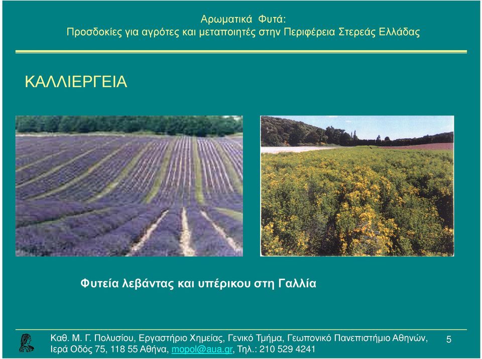 λεβάντας και