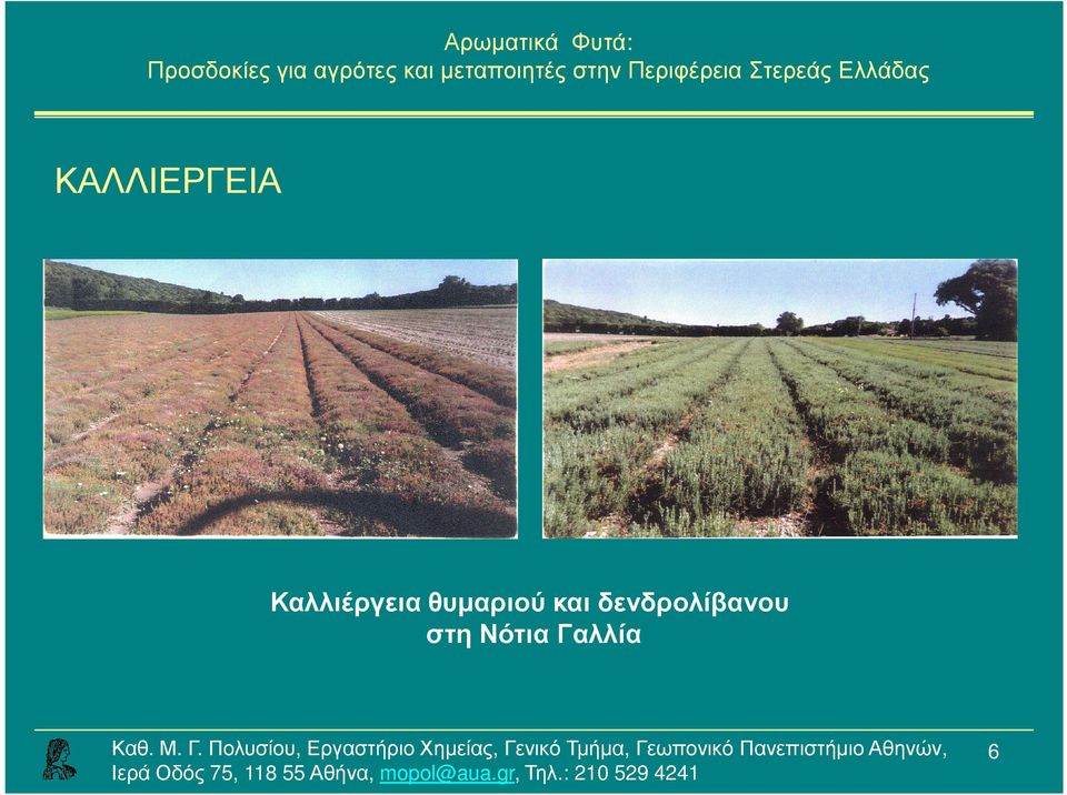 θυµαριού και