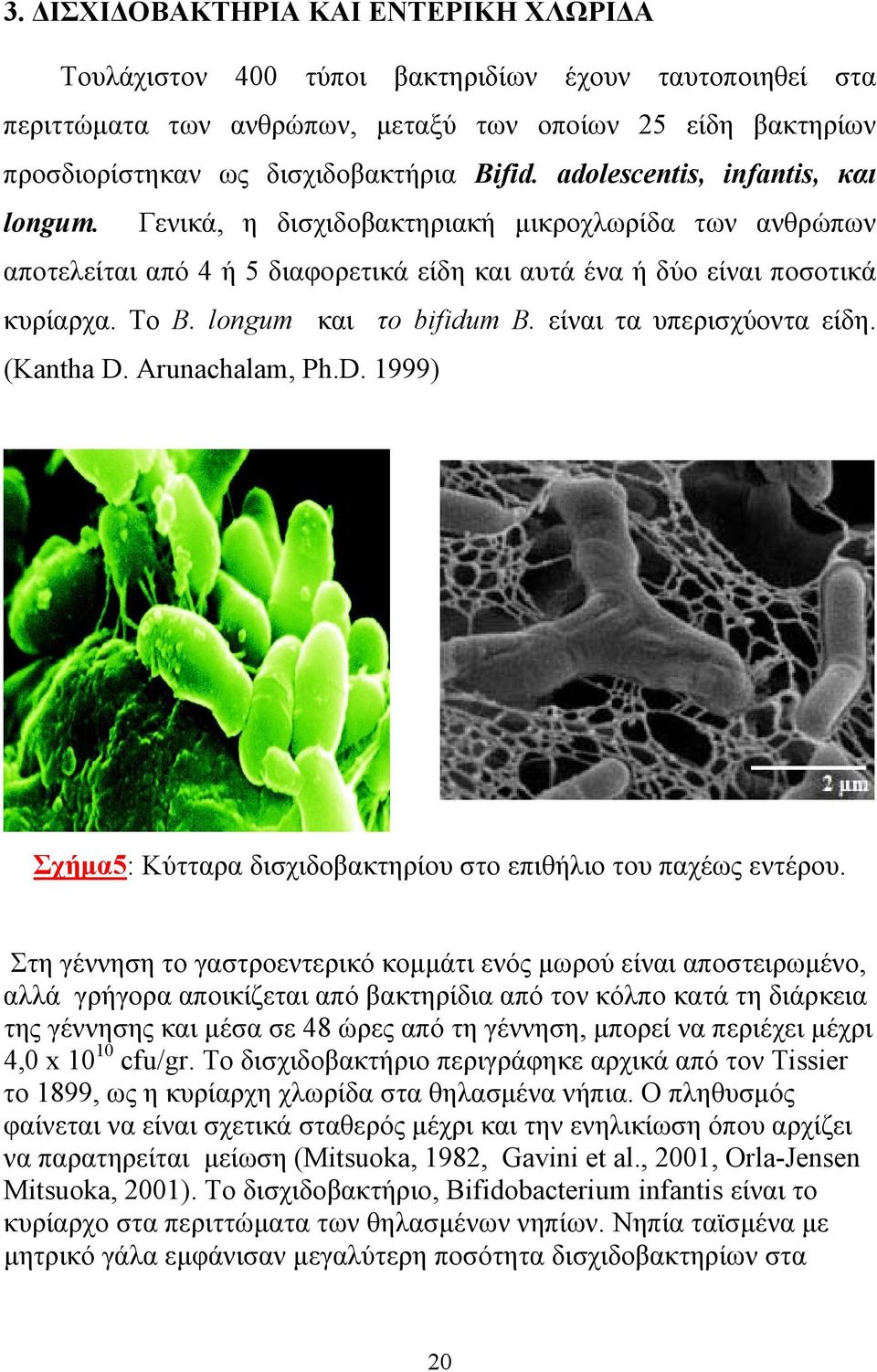 longum και το bifidum Β. είναι τα υπερισχύοντα είδη. (Kantha D. Arunachalam, Ph.D. 1999) Σχήµα5: Κύτταρα δισχιδοβακτηρίου στο επιθήλιο του παχέως εντέρου.