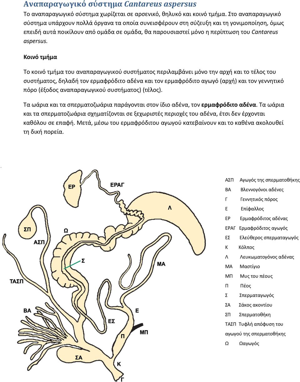 aspersus.