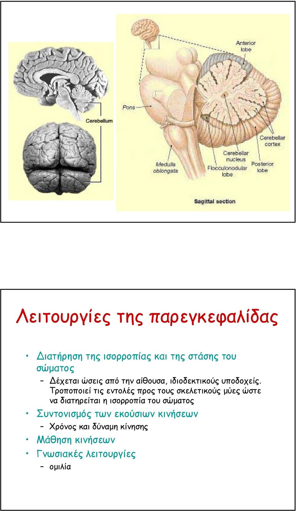 Τροποποιεί τις εντολές προς τους σκελετικούς µύες ώστε να διατηρείται η ισορροπία