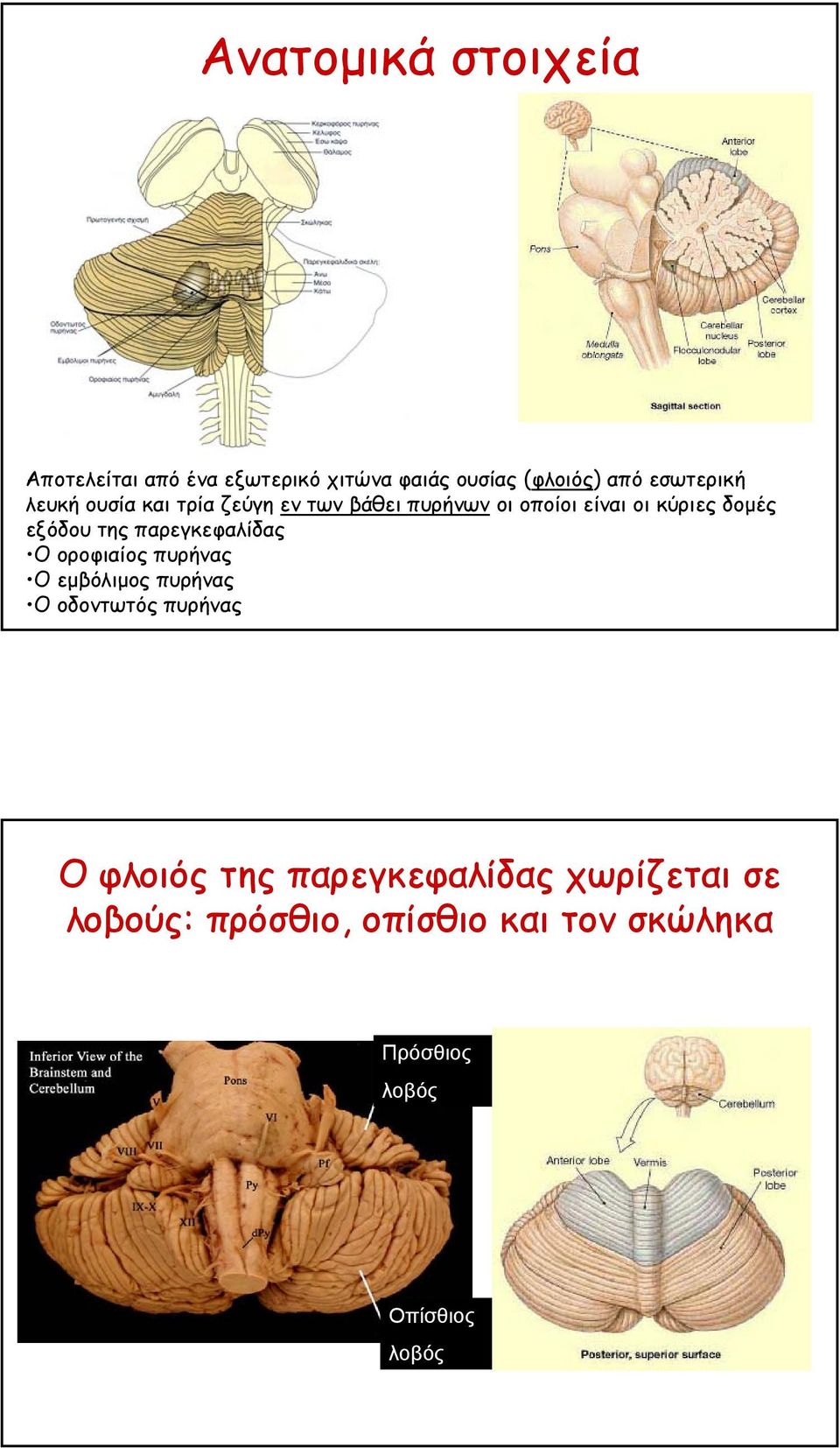 παρεγκεφαλίδας Ο οροφιαίος πυρήνας Ο εµβόλιµος πυρήνας Ο οδοντωτός πυρήνας Ο φλοιός της
