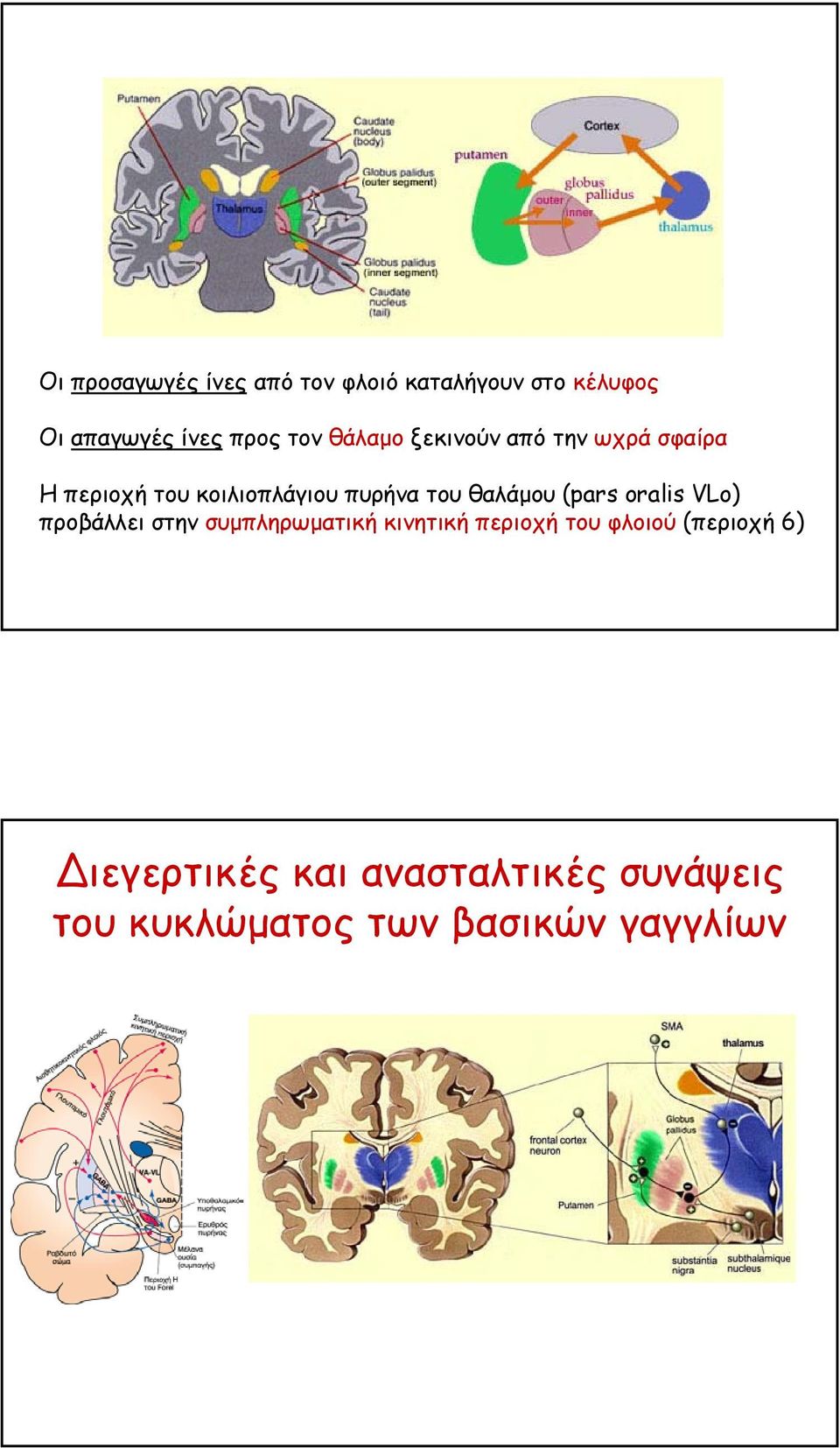 θαλάµου (pars oralis VLo) προβάλλει στην συµπληρωµατική κινητική περιοχή του