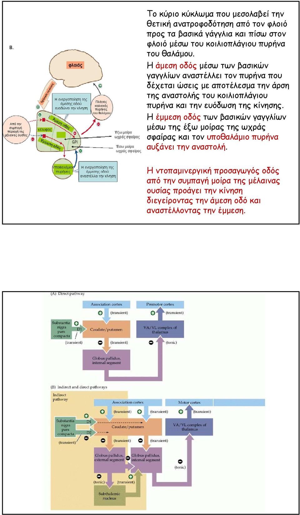 Η άµεση οδός µέσω των βασικών γαγγλίων αναστέλλει τον πυρήνα που δέχεται ώσεις µε αποτέλεσµα την άρση της αναστολής του κοιλιοπλάγιου πυρήνα και την
