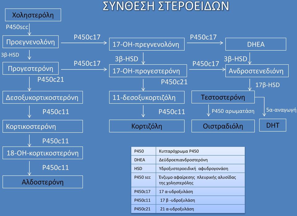 Κορτικοστερόνη Κορτιζόλη Οιστραδιόλη DHT 18-ΟΗ-κορτικοστερόνη Αλδοστερόνη P450 DHEA HSD P450 scc P450c21 Κυτταρόχρωμα P450