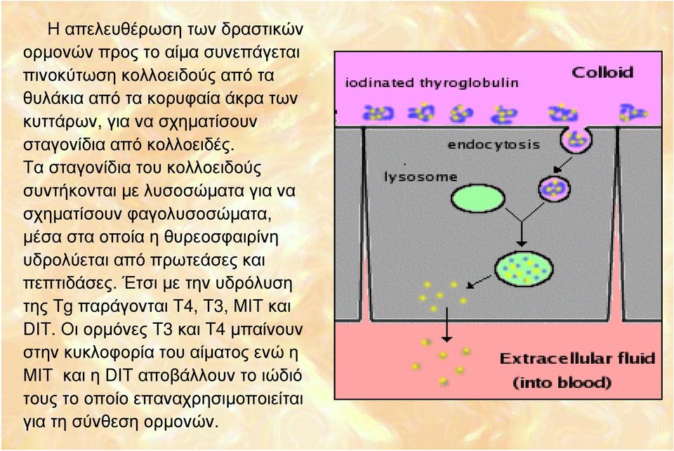 Τα σταγονίδια του κολλοειδούς συντήκονται με λυσοσώματα για να σχηματίσουν φαγολυσοσώματα, μέσα στα οποία η θυρεοσφαιρίνη υδρολύεται από