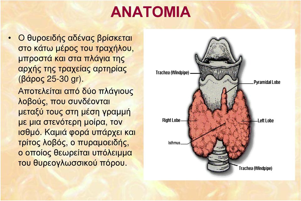 Αποτελείται από δύο πλάγιους λοβούς, που συνδέονται μεταξύ τους στη μέση γραμμή με μια