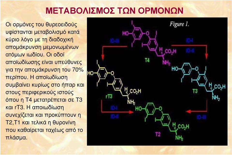 Η αποϊωδίωση συμβαίνει κυρίως στο ήπαρ και στους περιφερικούς ιστούς όπου η Τ4 μετατρέπεται σε Τ3 και rt3.